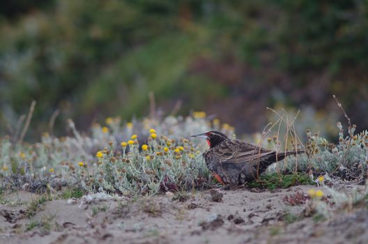 long-tailed meadowlark, bird, meadowlark, wildlife, animal, avian - D29973572