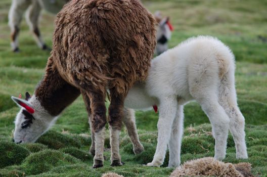 Baby alpaca Vicugna pacos suckling from her mother.