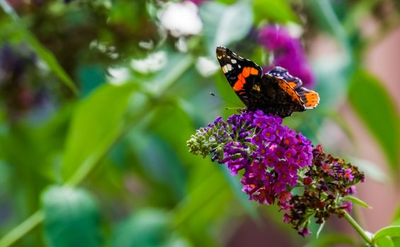 side view of a red admiral butterfly on a butterfly bush, common insect specie from Europe