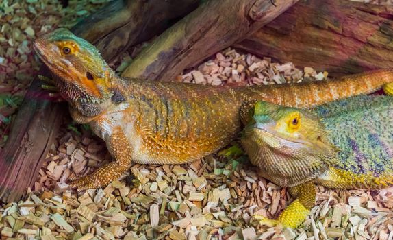 bearded dargon lizard couple together, tropical reptile specie, popular terrarium pet in herpetoculture