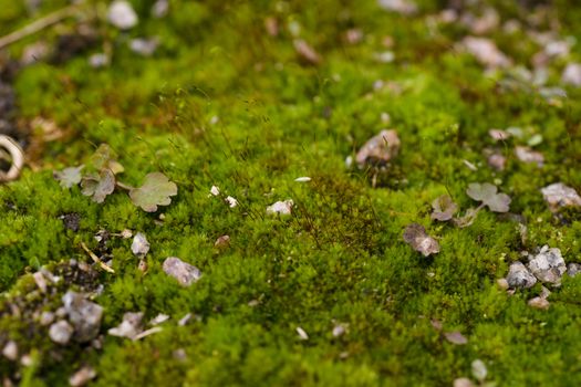 Fresh green and yellow moss with blurred background. Close up vi