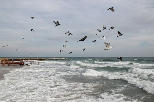 Flying seagulls at the beach. Sundown or time after the sunset with open sea and flying gulls.