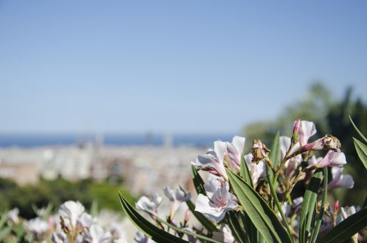 Beautiful close up of pink flower with the famous Park Guell blurred in the background, Barcelona, Spain.