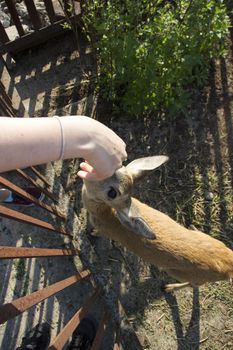 Young deer roe baby. Human feed a roe from his hand on the farm