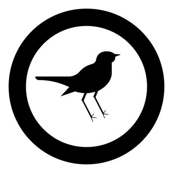 Nightingale Luscinia Bird silhouette icon in circle round black color vector illustration flat style image