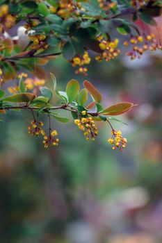 Beautiful photo of a bush with yellow flowers of mahonia after rain with selective focus and bokeh