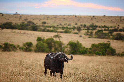 Cape buffalo in the wilderness