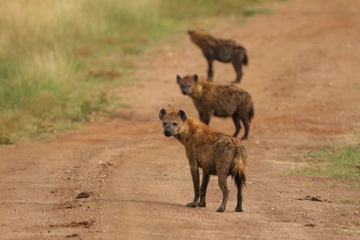 Hyena in the wilderness