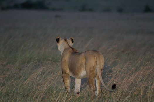 Lioness in the wilderness of Africa