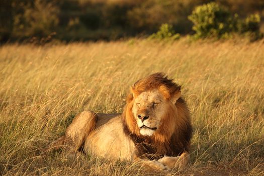 Lion in the wilderness of Africa