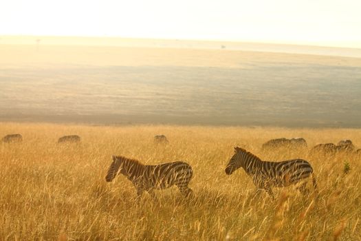 Zebra in the wilderness