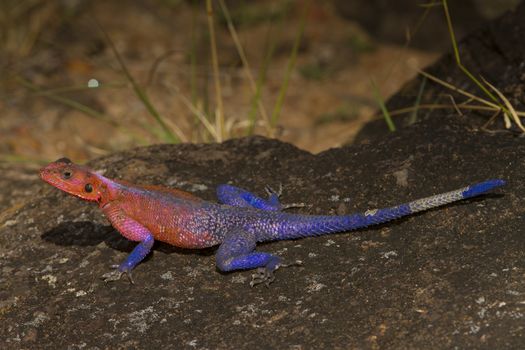 Agama agama in the wilderness
