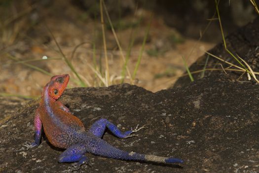Agama agama in the wilderness