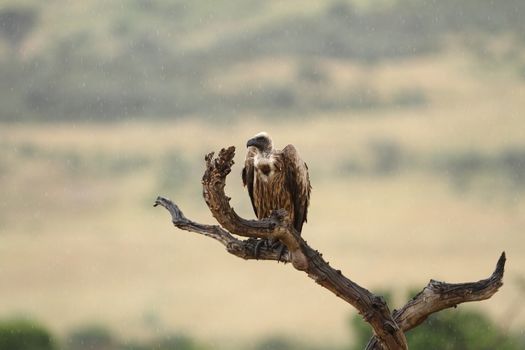 Vulture in the wilderness