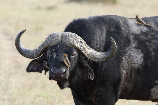 Cape buffalo in the wilderness