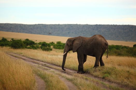 Elephant in the wilderness