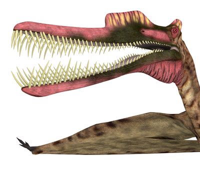 Zhenyuanopterus Pterosaur Head