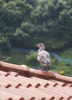 Seagull on the roof of a house basking