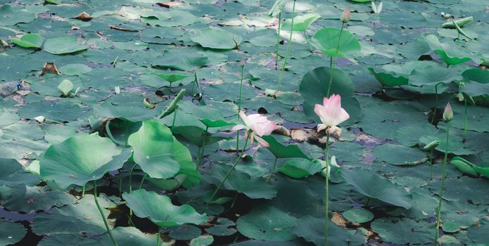 Green lotus water lily flower on pond water surface level in a wetland. Variegated foliage aquatic plant organism. Spirituality meditating peace spirituality symbol. tranquility background decoration