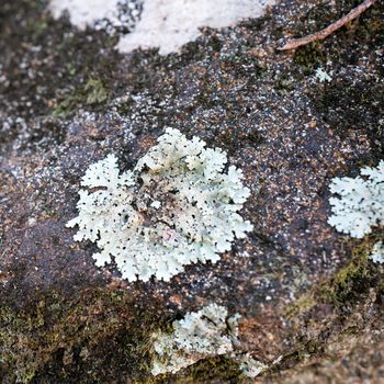 Closeup white parasitic mushrooms grow on the stones.