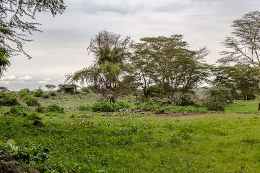 African tropical landscape in Amboseli 