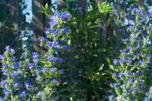 Weed echium grows on the roadside in a bright sunny day