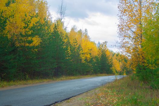 Road at autumn