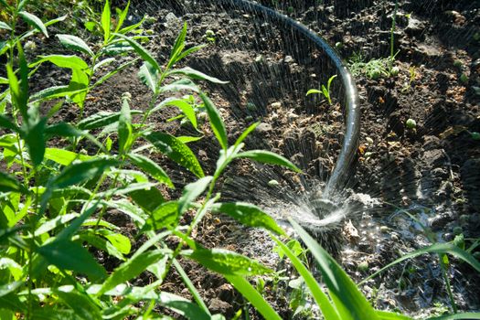 Irrigation system in the garden