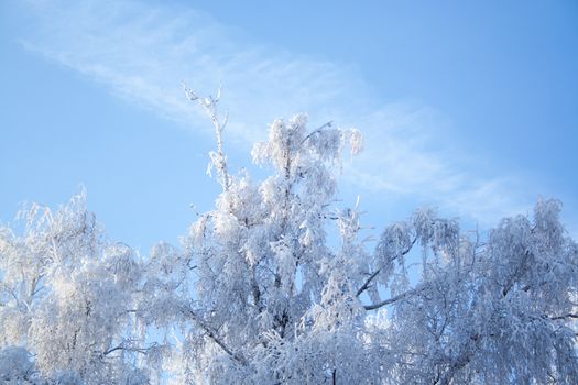 Birch trees at snow