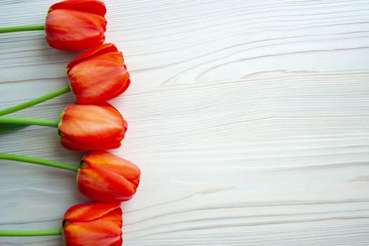 Beautiful red tulip top view on wooden