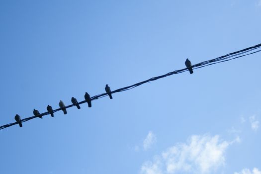 many pigeon birds on a wire with one individual