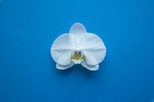 Orchid flower on trendy blue color of 2020 year background top view. 