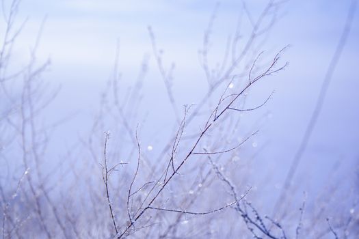 meadow grass covered with hoarfrost 