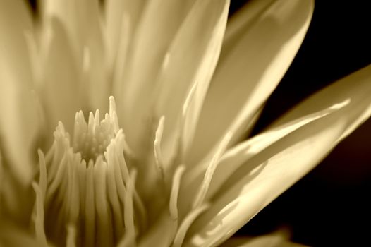 white water lily in Sepia