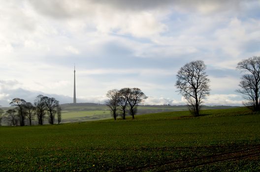 Tree lined field with Emley Moor Transmitter station