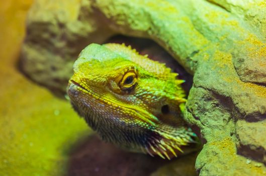 the face of a bearded dragon lizard that is hiding under a rock, tropical reptile specie, popular terrarium pet in herpetoculture