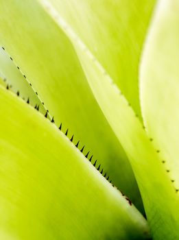 Detail texture and thorns at the edge of the Bromeliad leaves