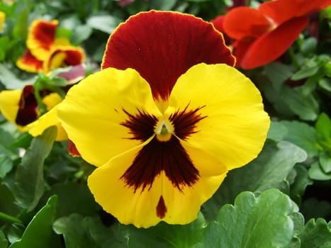 Yellow and Black Flower Pansies closeup of colorful pansy flower