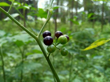 Solanum nigrum (black night shade, ranti, lenca, blackberry nightshade, European black night shade) with natural background
