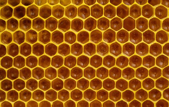 immature honey in honeycombs