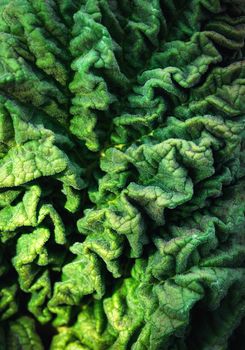 wrinkled green leaf surface