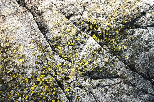 granite dark gray rock with yellow moss