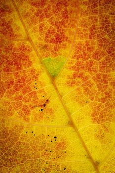 maps of autumnal leaf