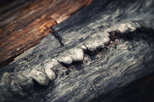 detail of a damaged old wood