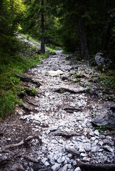 trail in the woods with white stones