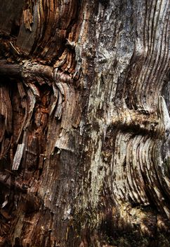 texture on rotten wood