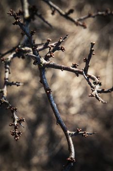 dark twigs of the thorns