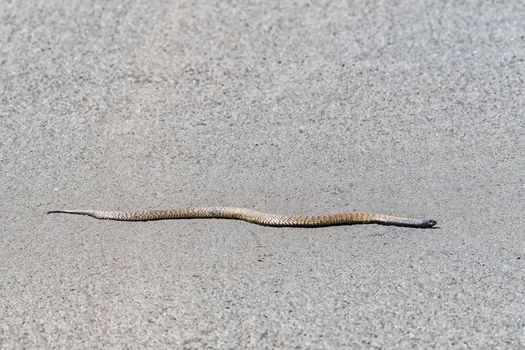A Rinkhals, Hemachatus heamachatus, a venomous spitting cobra, slithering across a road in Golden Gate