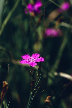 Flower of pink dianthus