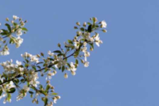 Background of Apple tree branches with white flowers
